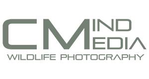 CMind Media Logo