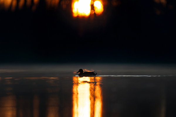 Ente im Sonnenaufgang