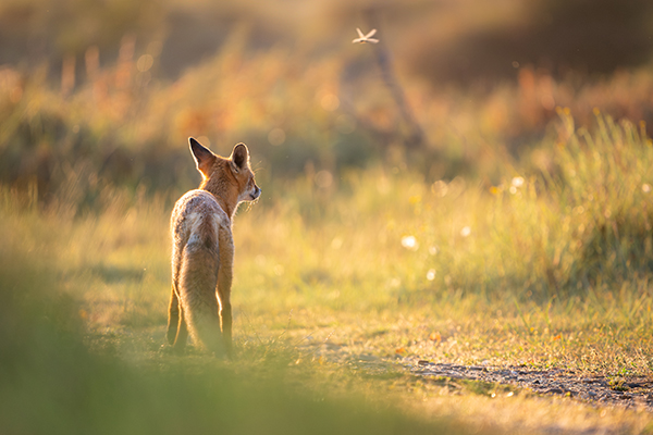 Fuchs im Sonnenuntergang