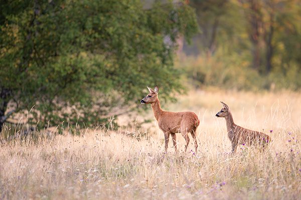 Rehe im Gras
