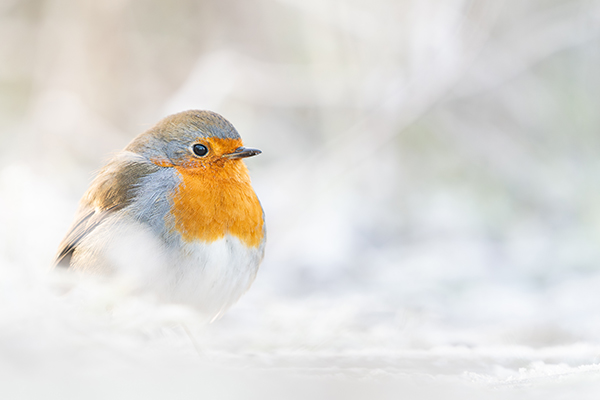 Rotkehlchen im Frost
