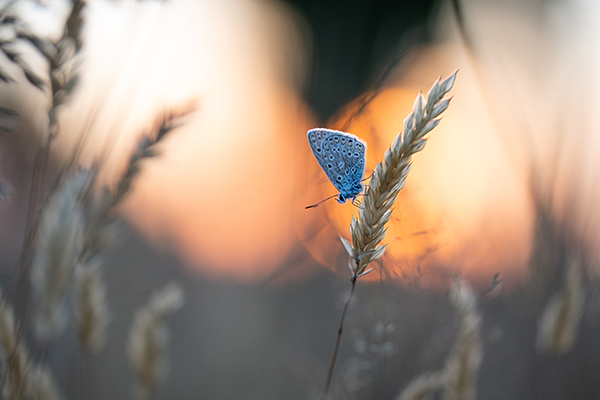 Schmetterling im Sonnenuntergang