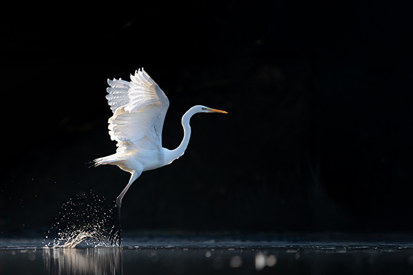 Silberreiher im Morgenlicht